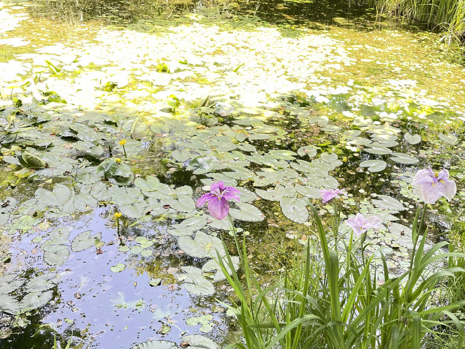 池に咲く花