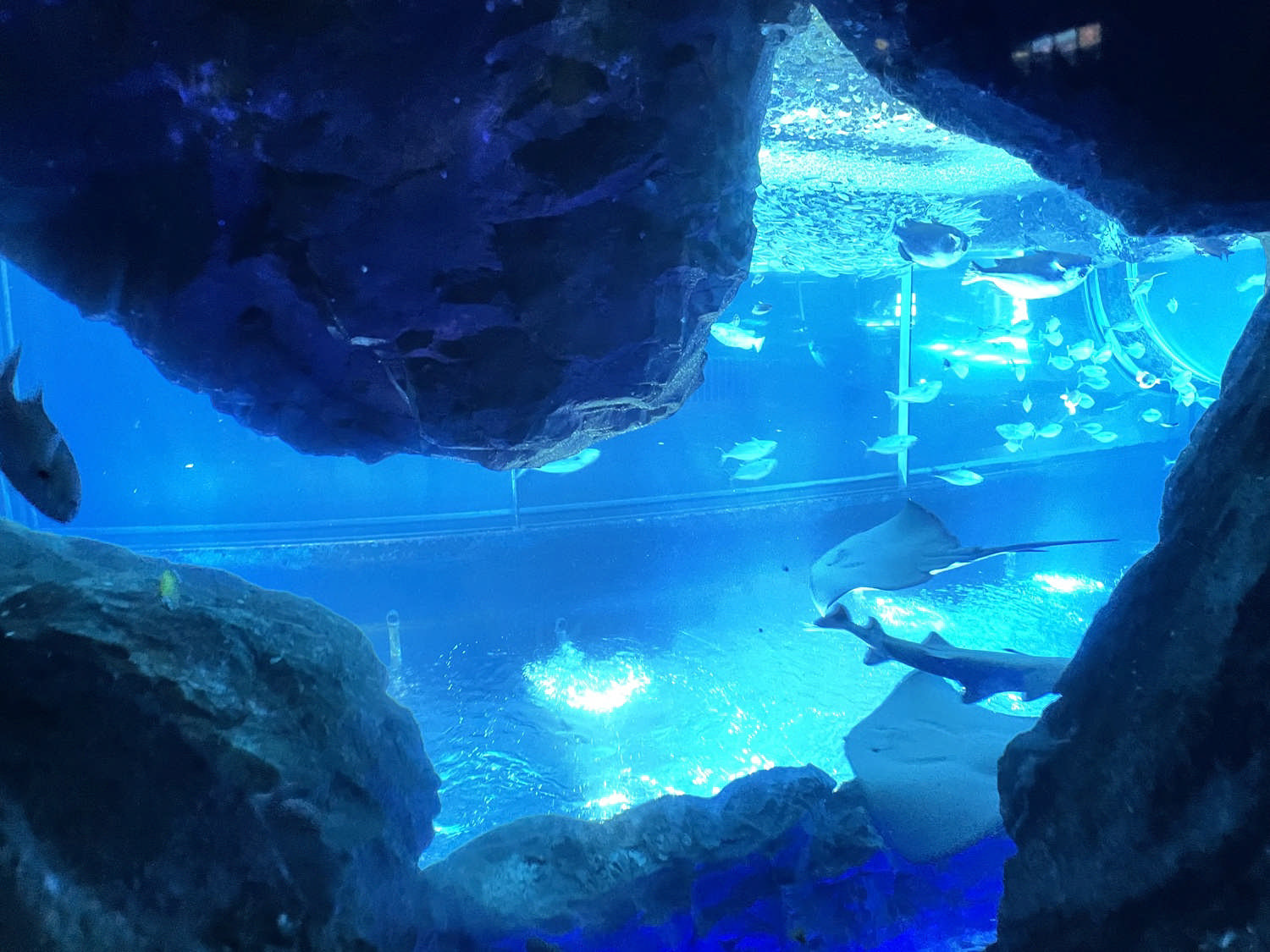 岩の間から見える魚とエイ